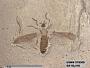 Insecta