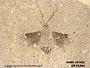 Insecta