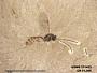 Insecta
