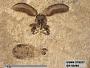 Insecta