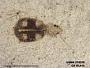 Insecta