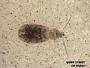 Insecta