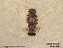 Insecta