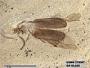 Insecta