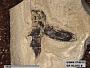 Insecta