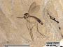 Insecta