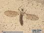 Insecta