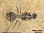 Insecta