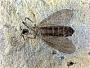 Insecta