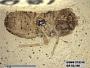 Insecta