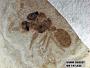 Insecta