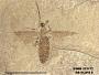 Insecta