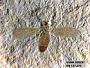 Insecta