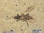Insecta