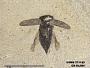 Insecta