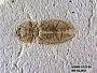 Insecta