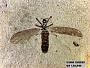 Insecta