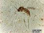 Insecta