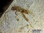 Insecta
