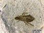 Insecta