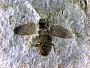 Insecta