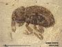 Insecta