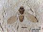 Insecta