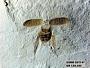 Insecta