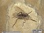 Insecta