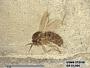 Insecta