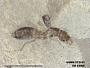 Insecta