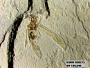 Insecta