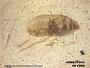 Insecta