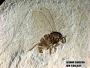 Insecta