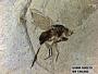 Insecta