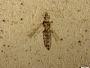 Insecta