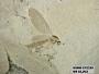 Insecta