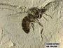 Insecta