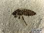 Insecta