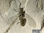 Insecta