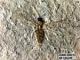 Insecta