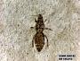 Insecta