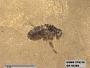 Insecta