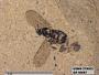 Insecta