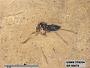 Insecta