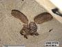 Insecta