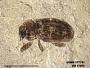 Insecta
