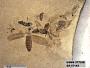 Insecta
