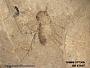 Insecta