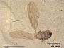 Insecta